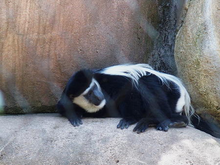Colobus monkey #4