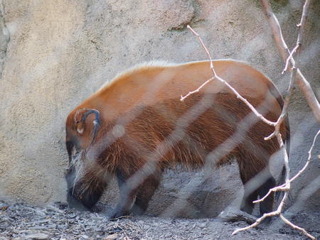 Red river hog #3