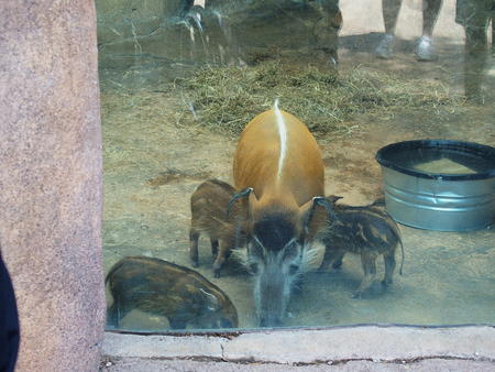 Red river hog #4