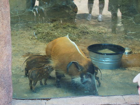 Red river hog #5