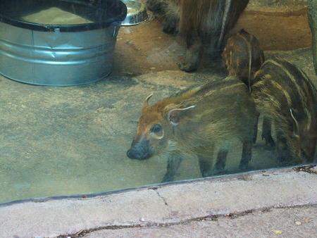 Red river hog #6