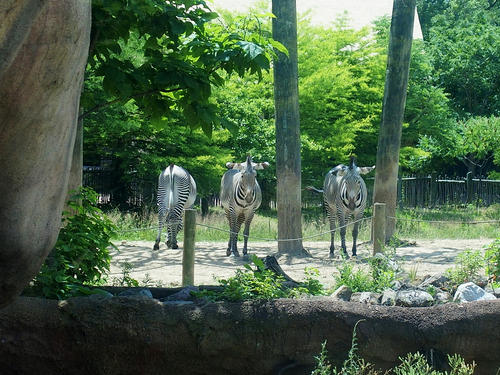 2 out of 3 zebra like getting their picture taken