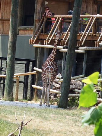 Giraffe #2