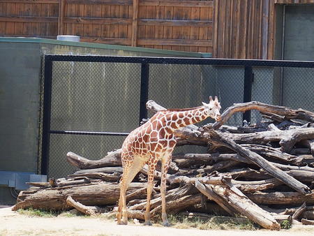 Giraffe #4
