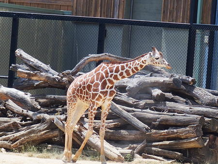 Giraffe #5