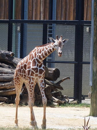 Giraffe #6