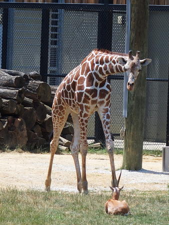 Giraffe #7