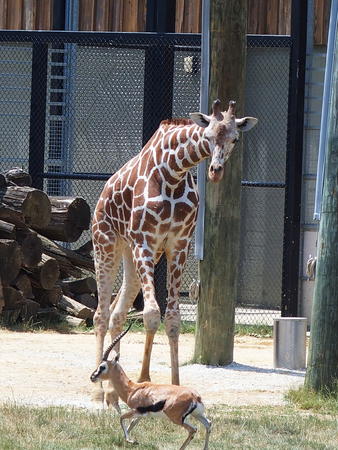 Giraffe and Thomson's gazelle