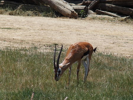 Thomson's gazelle