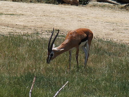 Thomson's gazelle #2