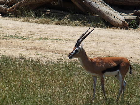 Thomson's gazelle #3