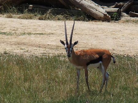 Thomson's gazelle #4