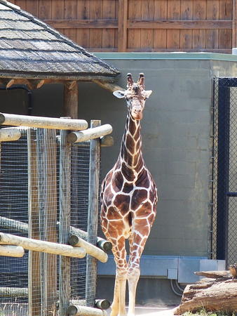 Giraffe #10
