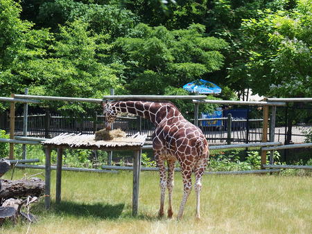 Giraffe #11