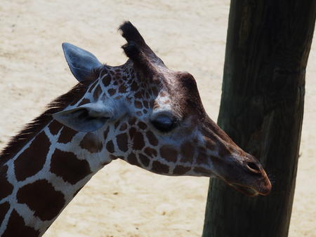 Giraffe #16