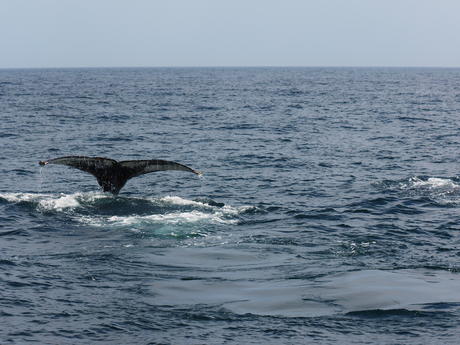 Whale tail #3