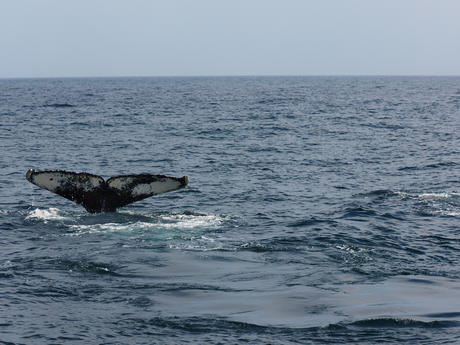 Whale tail #4