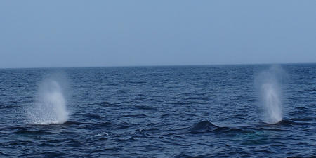 Two whale spouts