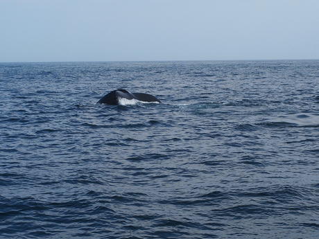 Whale tail #5