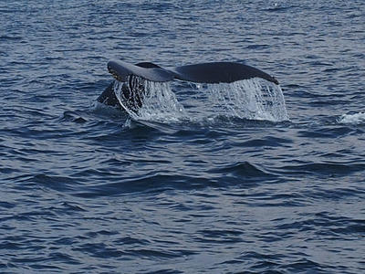 Whale tail #6