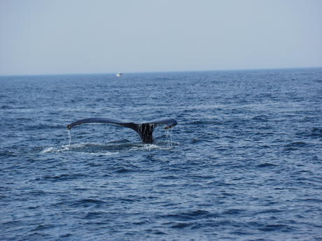 Whale tail #8