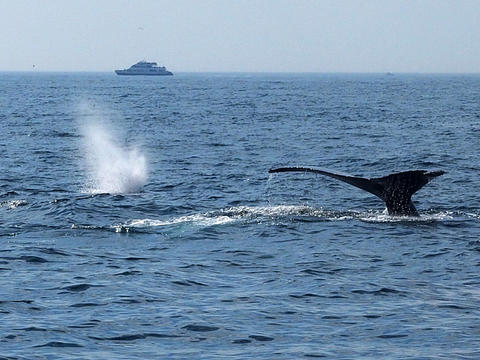 Whale tail and spout