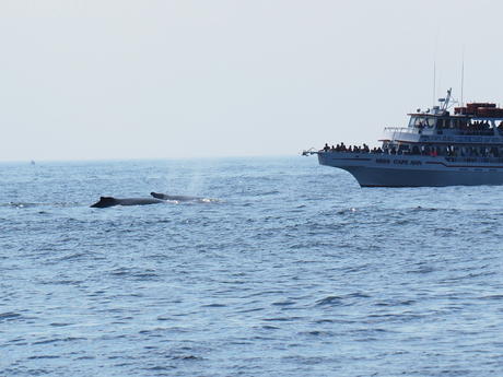Looking at the whales #2