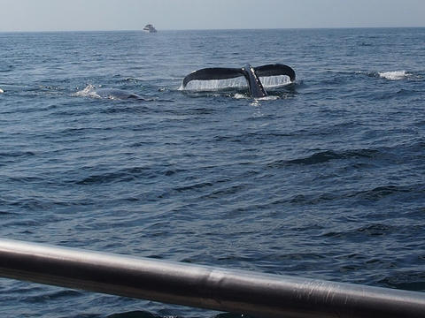 Whale tail #11