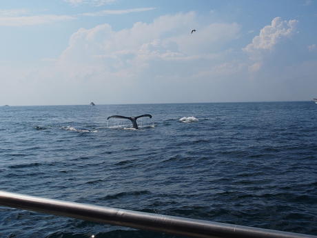 Whale tail #12