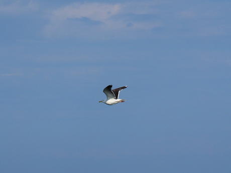 Seagull