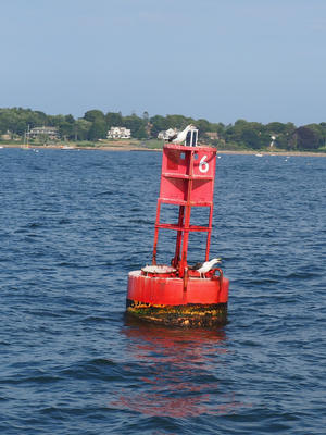 Seagulls on buoy #6
