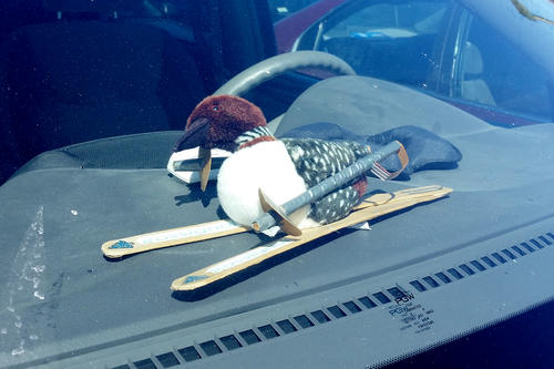 Duck skier