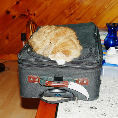 Cat suitcase