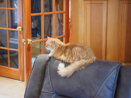 King of the chair #2