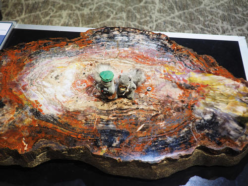 The squirrels find petrified wood