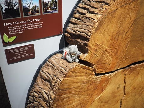 Livinea and the old tree