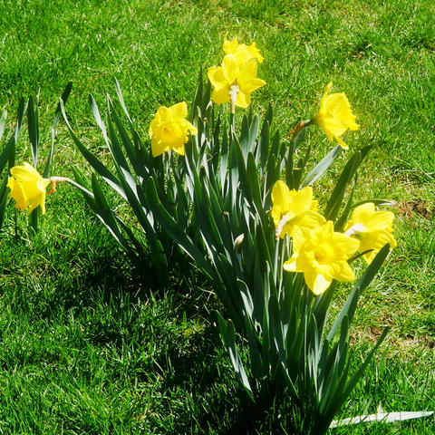 Daffodils