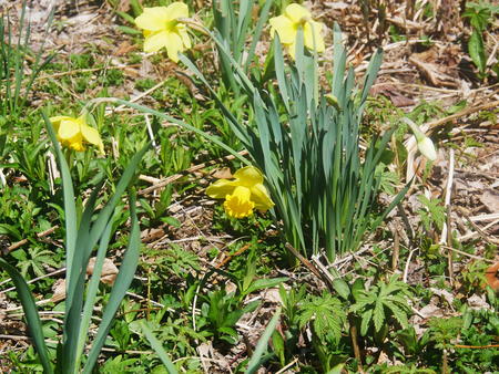 Daffodils #2