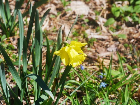 Daffodils #3