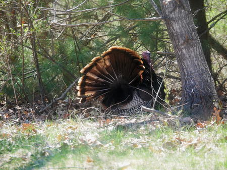 These are my feathers