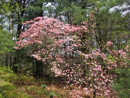 Liz's dogwood tree