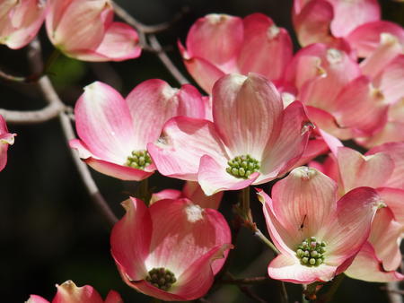 Dogwood flowers #2