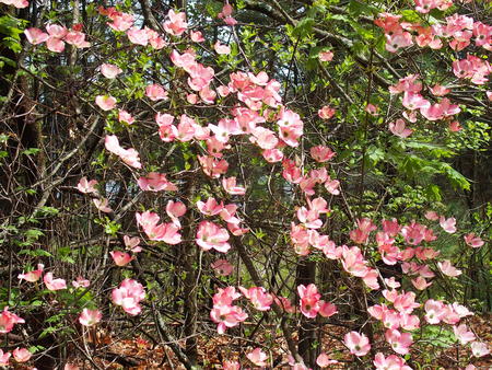 Dogwood flowers #3