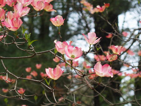 Dogwood flowers #4