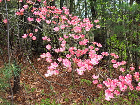 Dogwood flowers #5