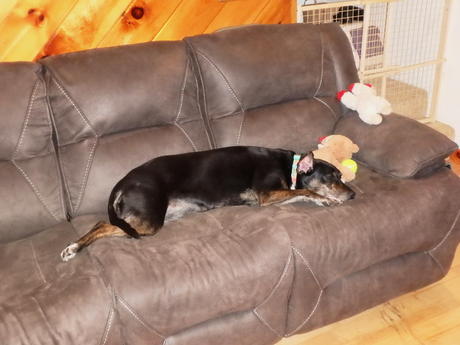 Sophie and her stuffed animals