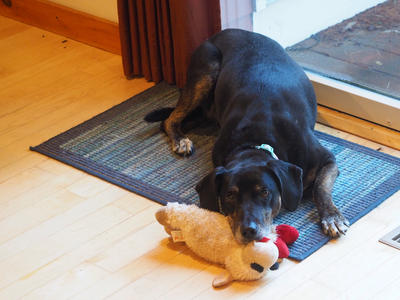 Sophie and Lambchop