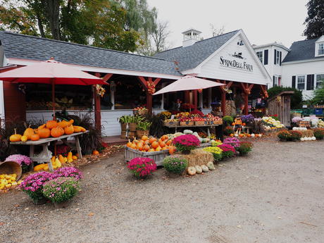 Fall at Springdell Farms, Littleton, Massachusetts #4