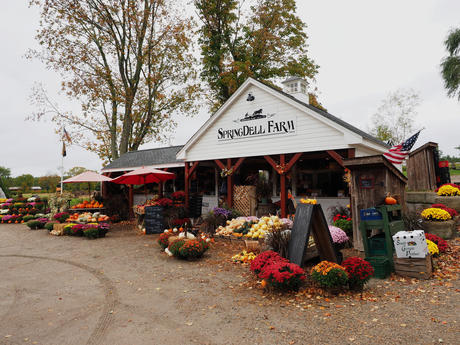 Fall at Springdell Farms, Littleton, Massachusetts #8