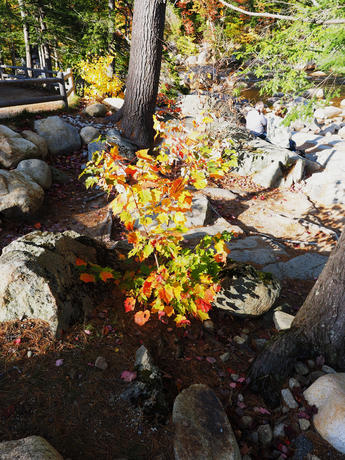 Fall on the Kancamagus highway #2
